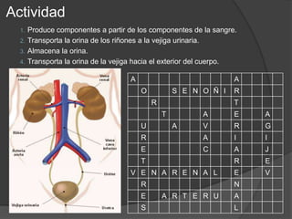 ActividadProduce componentes a partir de los componentes de la sangre.Transporta la orina de los riñones a la vejiga urinaria.Almacena la orina.Transporta la orina de la vejiga hacia el exterior del cuerpo.