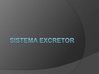 SISTEMA EXCRETOR