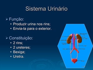Sistema Urinário Função: Produzir urina nos rins; Envia-la para o exterior. Constituição: 2 rins; 2 ureteres; Bexiga; Uretra. 