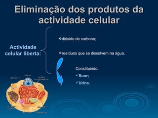 Eliminação dos produtos da actividade celular Actividade celular liberta: dióxido de carbono; resíduos que se dissolvem na água. Constituindo: Suor; Urina. 