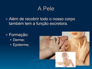 A Pele Além de recobrir todo o nosso corpo também tem a função excretora. Formação: Derme; Epiderme; 