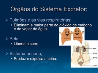 Órgãos do Sistema Excretor: Pulmões e as vias respiratórias; Eliminam a maior parte do dióxido de carbono e do vapor de água. Pele; Liberta o suor; Sistema urinário; Produz e expulsa a urina. 