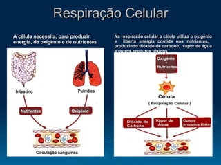 Respiração Celular A célula necessita, para produzir energia, de oxigénio e de nutrientes Na respiração celular a célula utiliza o oxigénio e  liberta energia contida nos nutrientes,  produzindo dióxido de carbono,  vapor de água e outros produtos tóxicos  