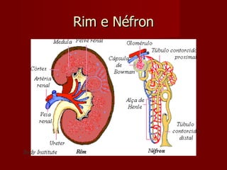 Rim e Néfron 