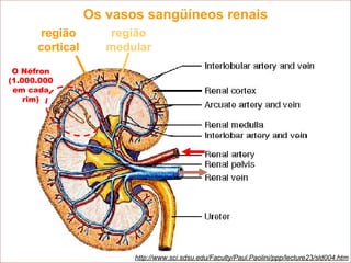 http://www.sci.sdsu.edu/Faculty/Paul.Paolini/ppp/lecture23/sld004.htm http://www.sci.sdsu.edu/Faculty/Paul.Paolini/ppp/lecture23/sld004.htm http://www.sci.sdsu.edu/Faculty/Paul.Paolini/ppp/lecture23/sld004.htm http://www.sci.sdsu.edu/Faculty/Paul.Paolini/ppp/lecture23/sld004.htm http://www.sci.sdsu.edu/Faculty/Paul.Paolini/ppp/lecture23/sld004.htm Os vasos sangüíneos renais http://www.sci.sdsu.edu/Faculty/Paul.Paolini/ppp/lecture23/sld004.htm região cortical região medular O Néfron (1.000.000 em cada rim) 