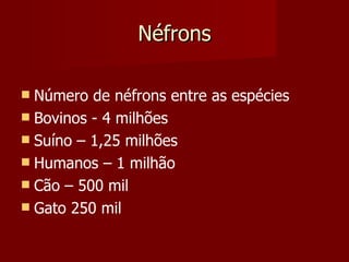 Néfrons Número de néfrons entre as espécies  Bovinos - 4 milhões  Suíno – 1,25 milhões  Humanos – 1 milhão  Cão – 500 mil  Gato 250 mil  
