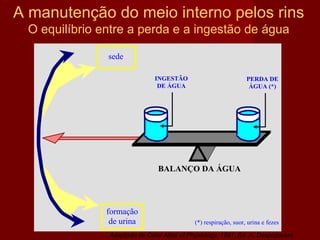 A manutenção do meio interno pelos rins O equilíbrio entre a perda e a ingestão de água Adaptado de Color Atlas of Physiology, 1991. Ed. A. Despopoulos 