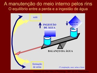 A manutenção do meio interno pelos rins O equilíbrio entre a perda e a ingestão de água Adaptado de Color Atlas of Physiology, 1991. Ed. A. Despopoulos 