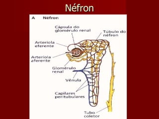 Néfron 