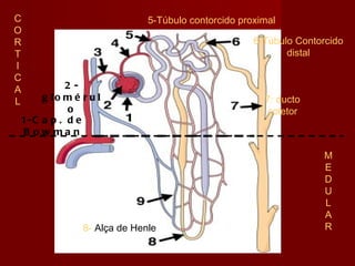 5-Túbulo contorcido proximal 2-glomérulo M E D U L A R C O R T I C A L 1-Cap. de Bowman 8-  Alça de Henle  7: ducto coletor 6-Túbulo Contorcido distal 