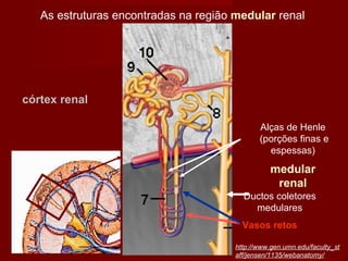 Ductos coletores medulares Vasos retos Alças de Henle (porções finas e espessas) medular renal As estruturas encontradas na região  medular  renal córtex renal http://www.gen.umn.edu/faculty_staff/jensen/1135/webanatomy/ 