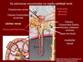Túbulos Contorcidos Distais Vasos peritubulares Túbulos Contorcidos proximais As estruturas encontradas na região  cortical  renal Arteríolas eferente aferente Corpúsculos renais Ductos coletores corticais Alças de Henle córtex renal medular renal http://www.gen.umn.edu/faculty_staff/jensen/1135/webanatomy/ 