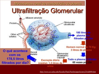 Mecanismos renal de manipulação do plasma http://www.sci.sdsu.edu/Faculty/Paul.Paolini/ppp/lecture23/sld009.htm Todo o plasma é filtrado 60 vezes por dia 180 litros de plasma são filtrados por dia Homem normal de 70 Kg: 3 litros de plasma Excreção diária (média): 1,5 litros de urina O quê acontece com os  178,5 litros filtrados por dia? Ultrafiltração Glomerular 