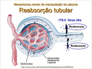 Mecanismos renais de manipulação do plasma  Reabsorção tubular http://www.sci.sdsu.edu/Faculty/Paul.Paolini/ppp/lecture23/sld009.htm 178,5  litros /dia Filtração Reabsorção Reabsorção 