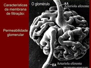 O glomérulo http://education.vetmed.vt.edu/ Arteríola aferente Arteríola eferente Características da membrana de filtração: Permeabilidade glomerular 