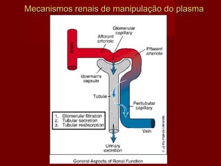 Mecanismos renais de manipulação do plasma 