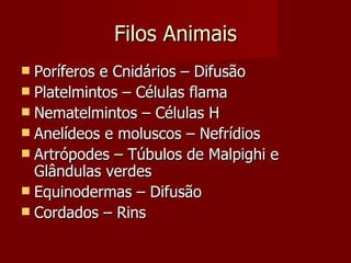 Filos Animais Poríferos e Cnidários – Difusão Platelmintos – Células flama Nematelmintos – Células H Anelídeos e moluscos – Nefrídios Artrópodes – Túbulos de Malpighi e Glândulas verdes Equinodermas – Difusão Cordados – Rins 