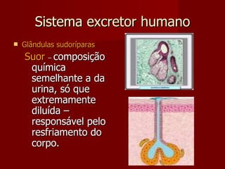 Sistema excretor humano Glândulas sudoríparas Suor  –  composição química semelhante a da urina, só que extremamente diluída – responsável pelo resfriamento do corpo. 