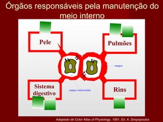 Órgãos responsáveis pela manutenção do meio interno Adaptado de Color Atlas of Physiology, 1991. Ed. A. Despopoulos 