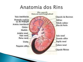 Anatomia dos Rins