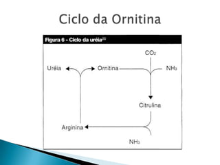 Ciclo da Ornitina