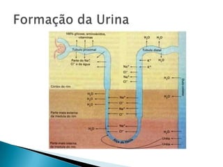 Formação da Urina