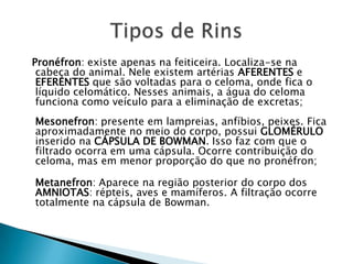 Pronéfron: existe apenas na feiticeira. Localiza-se na cabeça do animal. Nele existem artérias AFERENTES e EFERENTES que são voltadas para o celoma, onde fica o líquido celomático. Nesses animais, a água do celoma funciona como veículo para a eliminação de excretas;Mesonefron: presente em lampreias, anfíbios, peixes. Fica aproximadamente no meio do corpo, possui GLOMÉRULO inserido na CÁPSULADEBOWMAN. Isso faz com que o filtrado ocorra em uma cápsula. Ocorre contribuição do celoma, mas em menor proporção do que no pronéfron;Metanefron: Aparece na região posterior do corpo dos AMNIOTAS: répteis, aves e mamíferos. A filtração ocorre totalmente na cápsula de Bowman.Tipos de Rins
