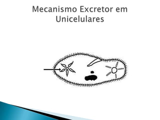 Mecanismo Excretor em Unicelulares