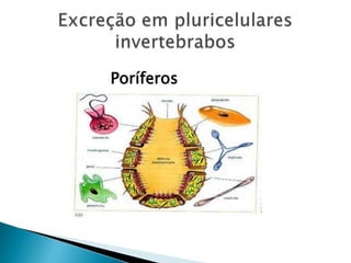 Excreção em pluricelulares invertebrabosPoríferos