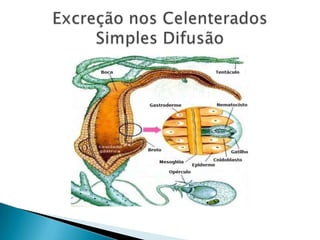 Excreção nos CelenteradosSimples Difusão