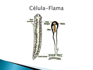 Célula-Flama