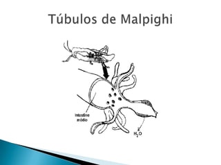 Túbulos de Malpighi