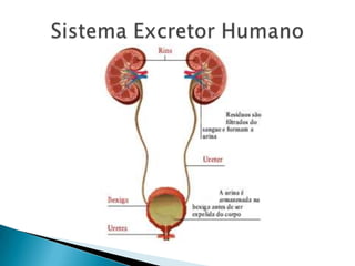 Sistema Excretor Humano
