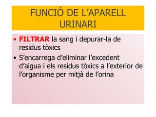 FUNCIÓ DE L’APARELL URINARI FILTRAR  la sang i depurar-la de residus tòxics S’encarrega d’eliminar l’excedent d’aigua i els residus tòxics a l’exterior de l’organisme per mitjà de l’orina 
