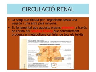 CIRCULACIÓ RENAL La sang que circula per l’organisme passa una vegada i una altra pels ronyons. És fonamental que aquests òrgans  eliminin  a través de l’orina els  residus tòxics  que constantment produeix el metabolisme cel·lular de tots els teixits. 