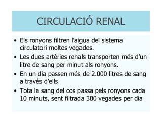 CIRCULACIÓ RENAL Els ronyons filtren l’aigua del sistema circulatori moltes vegades. Les dues artèries renals transporten més d’un litre de sang per minut als ronyons. En un dia passen més de 2.000 litres de sang a través d’ells Tota la sang del cos passa pels ronyons cada 10 minuts, sent filtrada 300 vegades per dia  