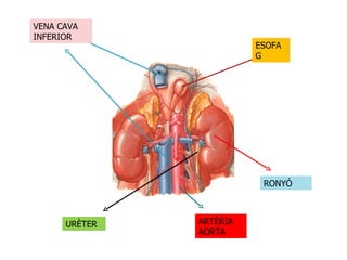 VENA CAVA INFERIOR ESOFAG RONYÓ ARTÈRIA AORTA URÈTER 