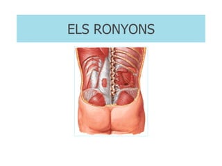 ELS RONYONS 