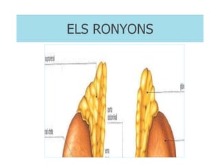 ELS RONYONS 