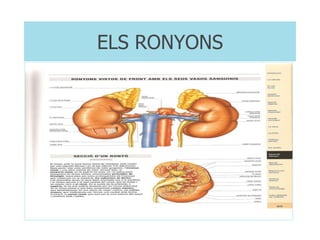 ELS RONYONS 