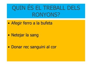 QUIN ÉS EL TREBALL DELS RONYONS? Afegir ferro a la bufeta Netejar la sang Donar rec sanguini al cor 