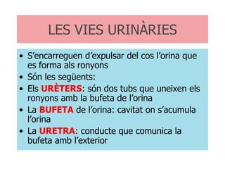 LES VIES URINÀRIES S’encarreguen d’expulsar del cos l’orina que es forma als ronyons Són les següents: Els  URÈTERS : són dos tubs que uneixen els ronyons amb la bufeta de l’orina La  BUFETA  de l’orina: cavitat on s’acumula l’orina La  URETRA : conducte que comunica la bufeta amb l’exterior 