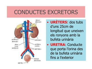 CONDUCTES EXCRETORS URÈTERS : dos tubs d’uns 25cm de longitud que uneixen els ronyons amb la bufeta urinària URETRA : Conducte que porta l’orina des de la bufeta urinària fins a l’exterior 