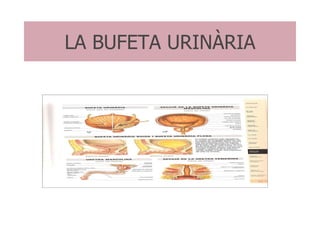 LA BUFETA URINÀRIA 