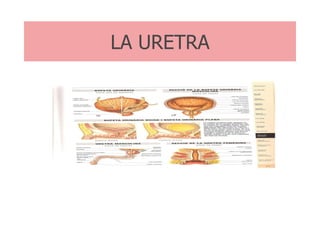LA URETRA 