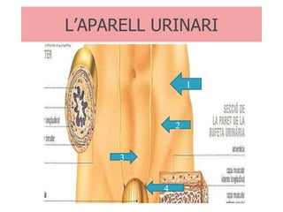 L’APARELL URINARI 1 2 3 4 