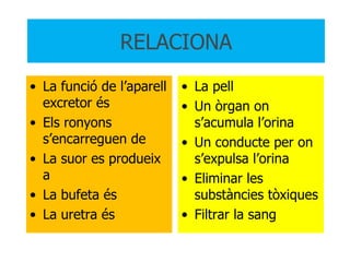 RELACIONA La funció de l’aparell excretor és Els ronyons s’encarreguen de La suor es produeix a La bufeta és La uretra és La pell Un òrgan on s’acumula l’orina Un conducte per on s’expulsa l’orina Eliminar les substàncies tòxiques Filtrar la sang 