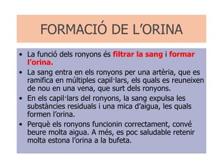 FORMACIÓ DE L’ORINA La funció dels ronyons és  filtrar la sang  i  formar l’orina. La sang entra en els ronyons per una artèria, que es ramifica en múltiples capil·lars, els quals es reuneixen de nou en una vena, que surt dels ronyons. En els capil·lars del ronyons, la sang expulsa les substàncies residuals i una mica d’aigua, les quals formen l’orina. Perquè els ronyons funcionin correctament, convé beure molta aigua. A més, es poc saludable retenir molta estona l’orina a la bufeta.  