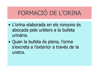 FORMACIÓ DE L’ORINA L’orina elaborada en els ronyons és abocada pels urèters a la bufeta urinària. Quan la bufeta és plena, l’orina s’excreta a l’exterior a través de la uretra. 