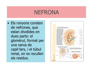 NEFRONA Els ronyons consten de nefrones, que estan dividides en dues parts: el glomèrul, format per una xarxa de capil·lars, i el túbul renal, on es recullen els residus. 